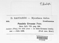 Puccinia circaeae image